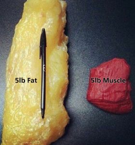 Turning Fat Into Muscle
